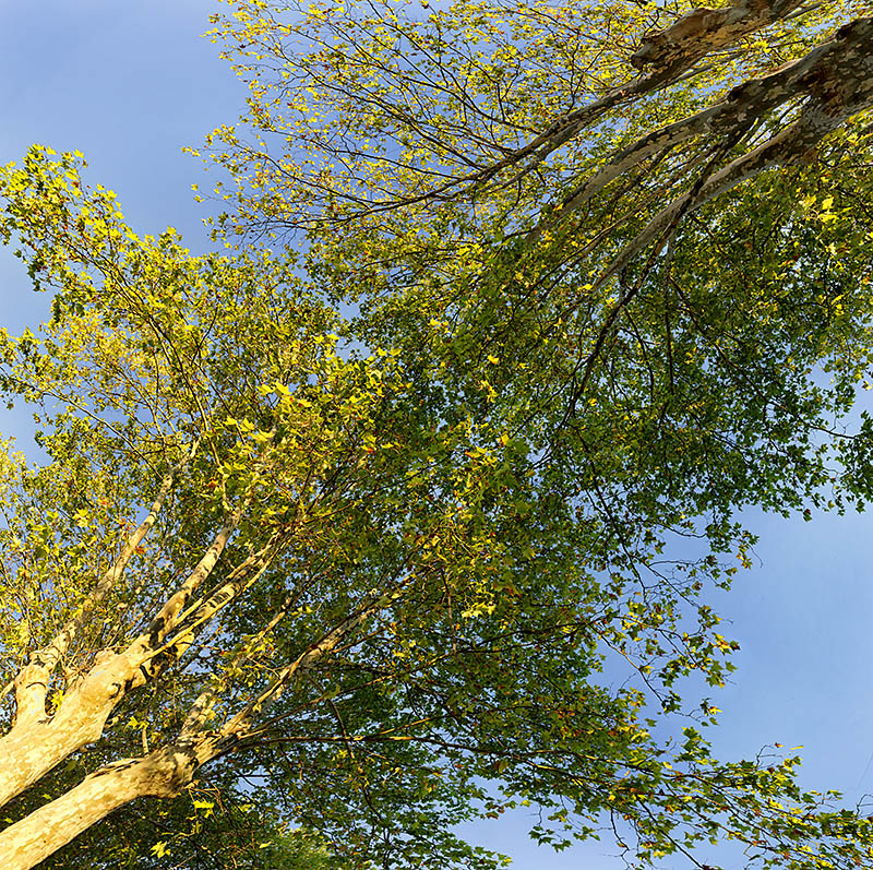 Platanes 02
